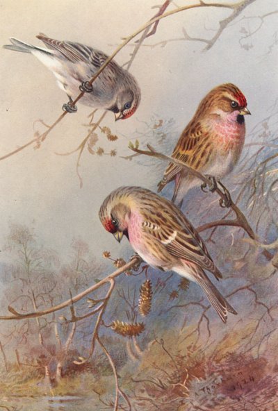 Sizerin de Groenland, Sizerin cabaret, Sizerin flammé - Archibald Thorburn