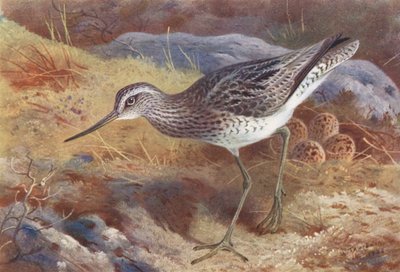 Chevalier gambette - Archibald Thorburn