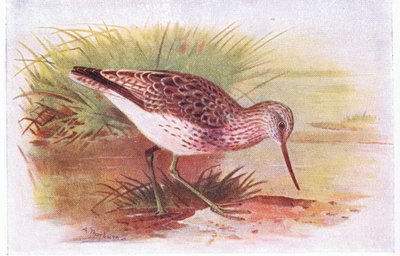 Chevalier aboyeur, de Birds of the British Isles and Their Eggs publié par Frederick Warne & Co Ltd, 1958 - Archibald Thorburn