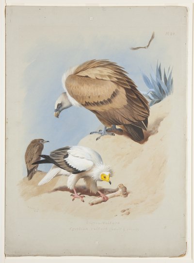 Vautour fauve et vautour égyptien, vers 1915 - Archibald Thorburn