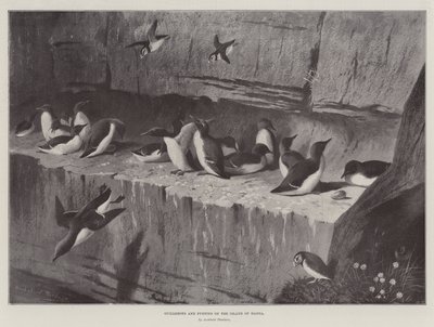 Guillemots et macareux sur l