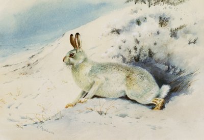 Lièvre - Archibald Thorburn