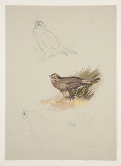 Busard, c.1915 - Archibald Thorburn