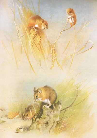 Souris des moissons et souris des bois, de Mammifères de Thorburn publié par Longmans et Co, vers 1920 - Archibald Thorburn