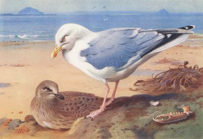 Goéland argenté (adulte et jeune) - Archibald Thorburn