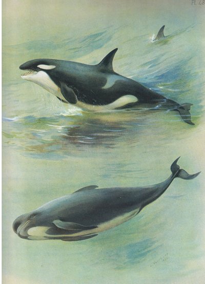 Orque et globicéphale, de Mammifères de Thorburn publié par Longmans et Co, vers 1920 - Archibald Thorburn