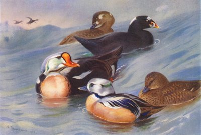 Eider à tête grise, Macreuse à front blanc (mâle et femelle), Eider de Steller (mâle et femelle) - Archibald Thorburn