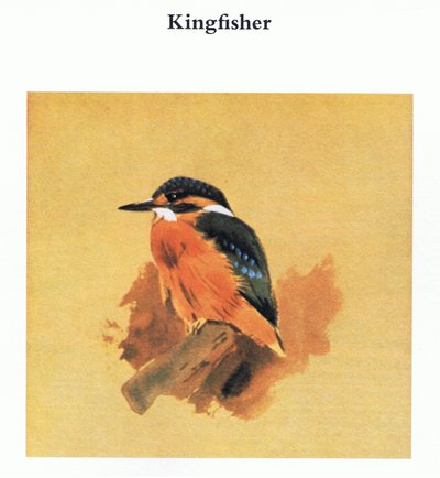 Martin-pêcheur, publié par Book Club Associates, 1972 - Archibald Thorburn