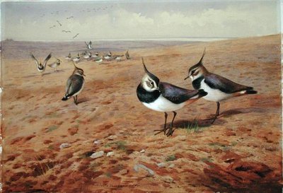 Vanneaux sur la charrue - Archibald Thorburn