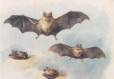 Petite chauve-souris fer à cheval et grande chauve-souris fer à cheval, de Mammifères de Thorburn publié par Longmans et Co, vers 1920 - Archibald Thorburn