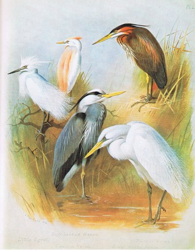 Aigrette garzette, Héron garde-bœufs, Héron cendré, Héron pourpré, Grand héron blanc, pub. par Book Club Associates, 1972 - Archibald Thorburn