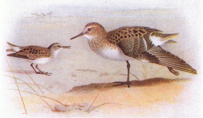 Bécasseau minute, de Birds of the British Isles and Their Eggs publié par Frederick Warne & Co Ltd, 1958 - Archibald Thorburn