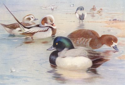 Canard à longue queue (mâle et femelle), Fuligule milouin (mâle et femelle) - Archibald Thorburn