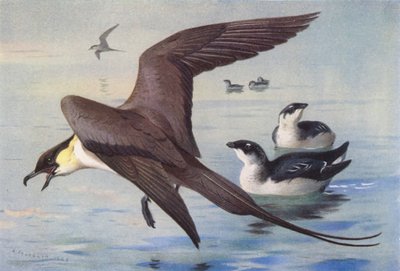 Labbe à longue queue, petit pingouin (hiver) - Archibald Thorburn