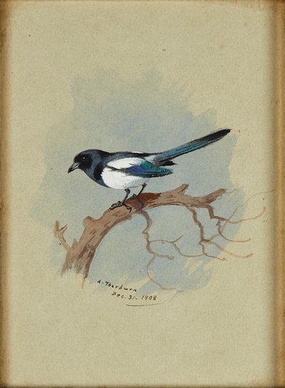 Pie sur une branche - Archibald Thorburn