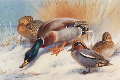 Canard colvert (mâle et femelle), Sarcelle (mâle et femelle) - Archibald Thorburn