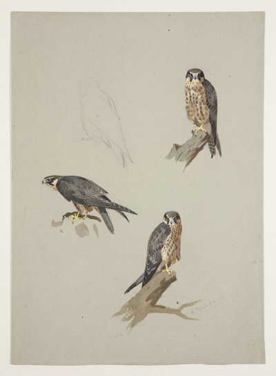 Faucon émerillon mâle, vers 1915 - Archibald Thorburn