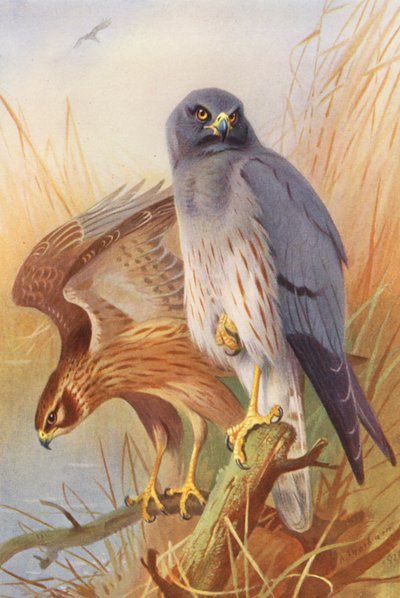 Busard des roseaux (mâle et femelle) (lithographie en couleur) - Archibald Thorburn
