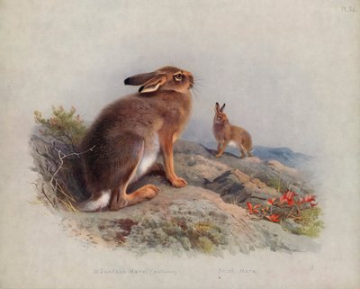 Lièvre des montagnes (automne), Lièvre irlandais - Archibald Thorburn