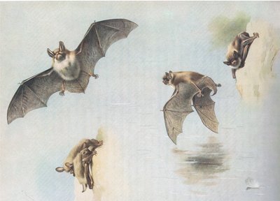 Chauve-souris de Natterer et chauve-souris de Daubenton, de Mammifères de Thorburn publié par Longmans et Co, vers 1920 - Archibald Thorburn
