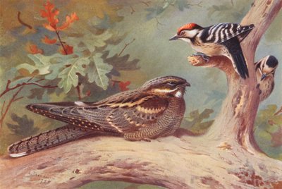 Engoulevent, Pic épeichette (mâle et femelle) - Archibald Thorburn