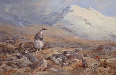 Sur le terrain du lagopède - Archibald Thorburn