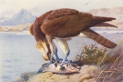 Balbuzard pêcheur - Archibald Thorburn