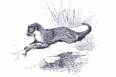 Loutre avec poisson, de Mammifères de Thorburn publié par Longmans and Co, c. 1920 - Archibald Thorburn