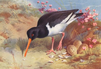 Huîtrier Pie - Archibald Thorburn