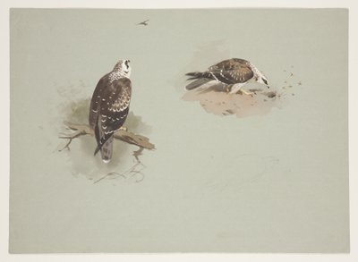 Bondrée apivore, c.1915 - Archibald Thorburn