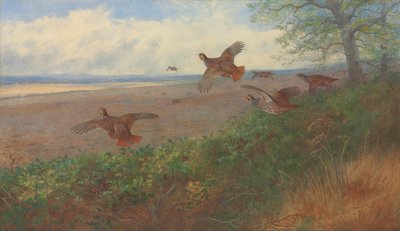 Perdrix en vol - Archibald Thorburn