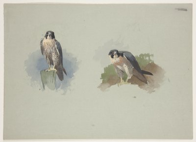 Faucon pèlerin mâle, c.1915 - Archibald Thorburn