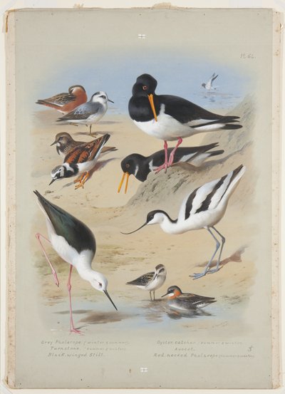 Phalaropes, huîtrier, avocette, tournepierre et échasse, vers 1915 - Archibald Thorburn