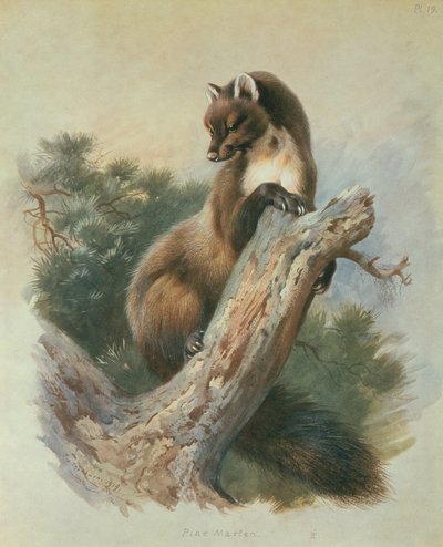 Martre des pins - Archibald Thorburn