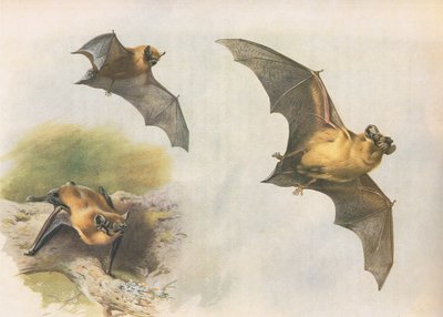 Pipistrelle ou chauve-souris commune, de Mammifères de Thorburn publié par Longmans et Co, vers 1920 - Archibald Thorburn