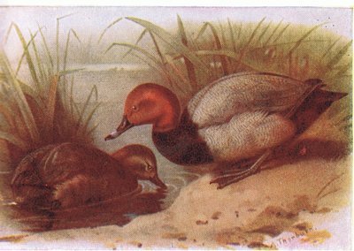 Fuligule milouin - Archibald Thorburn