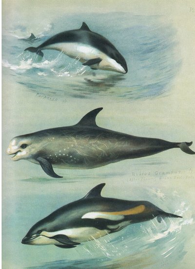 Marsouin, Grampus de Risso et dauphin à flancs blancs, de Mammifères de Thorburn publié par Longmans and Co, vers 1920 - Archibald Thorburn