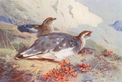 Lagopède Alpin (mâle et femelle, automne) - Archibald Thorburn