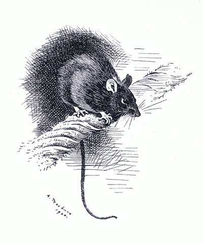 Rat, pub. par Book Club Associates - Archibald Thorburn