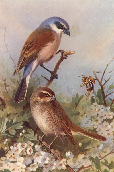 Pie-grièche écorcheur (mâle et femelle) - Archibald Thorburn