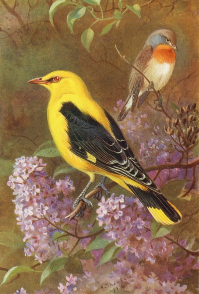 Gobemouche nain, Loriot d