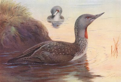Plongeon catmarin - Archibald Thorburn