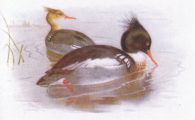 Harle huppé - Archibald Thorburn