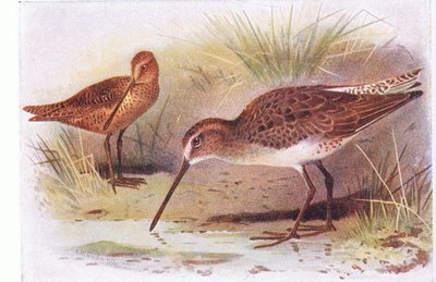 Bécassine à poitrine rousse, de Birds of the British Isles and Their Eggs publié par Frederick Warne & Co Ltd, 1958 - Archibald Thorburn