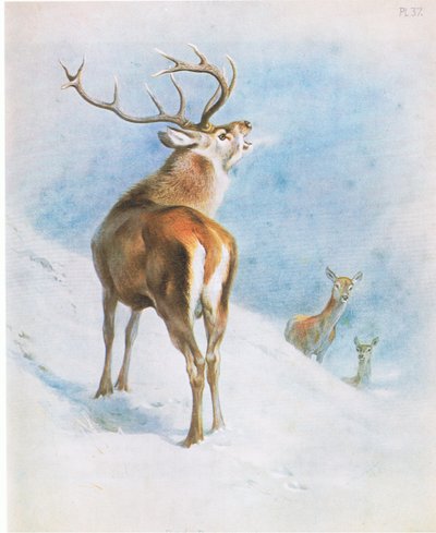 Cerf rouge, pub. par Book Club Associates - Archibald Thorburn
