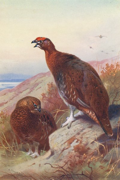 Lagopède rouge (mâle et femelle) - Archibald Thorburn