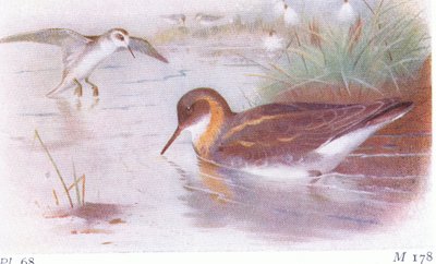 Phalarope à bec étroit (été et automne), de Birds of the British Isles and Their Eggs publié par Frederick Warne & Co Ltd, 1958 - Archibald Thorburn