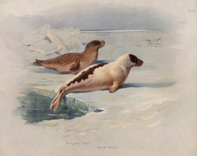 Phoque annelé, Phoque du Groenland - Archibald Thorburn
