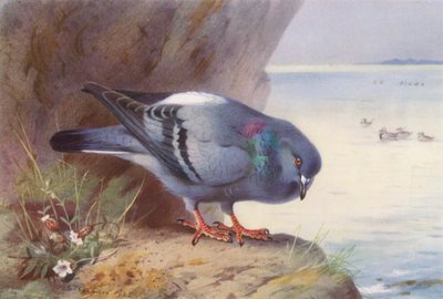 Pigeon biset - Archibald Thorburn