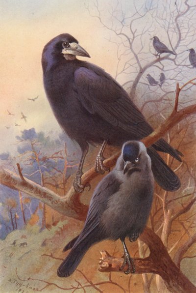 Corbeau, choucas - Archibald Thorburn